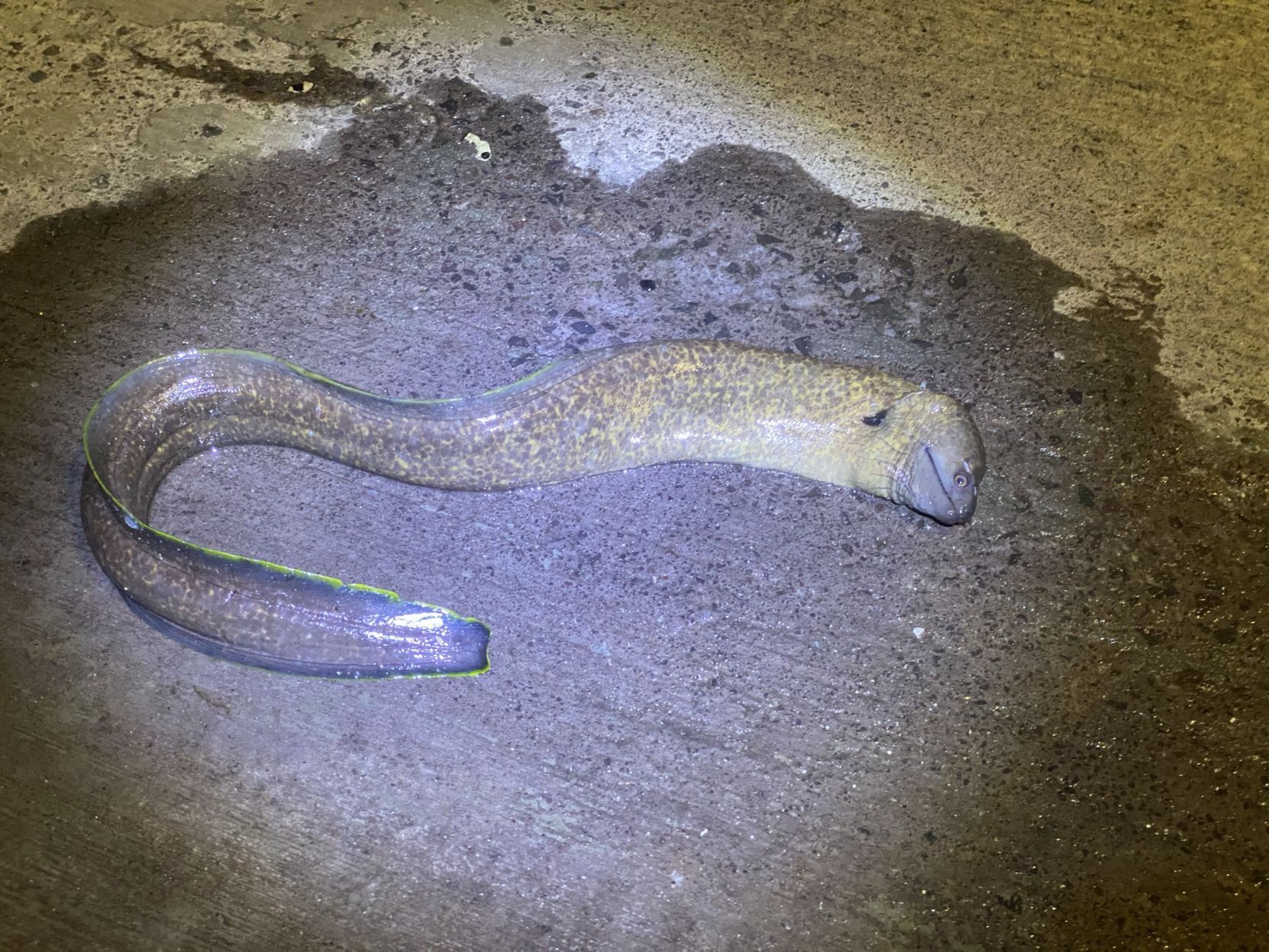 Yellowmargin Moray